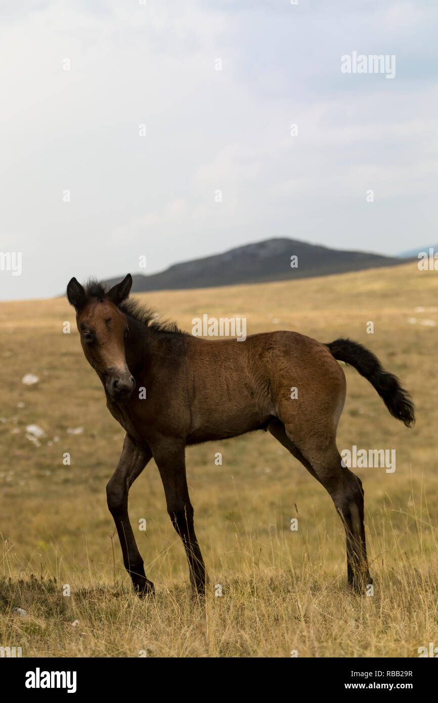 Wild horses Livno Bosnia Herzegovina Stock Photo