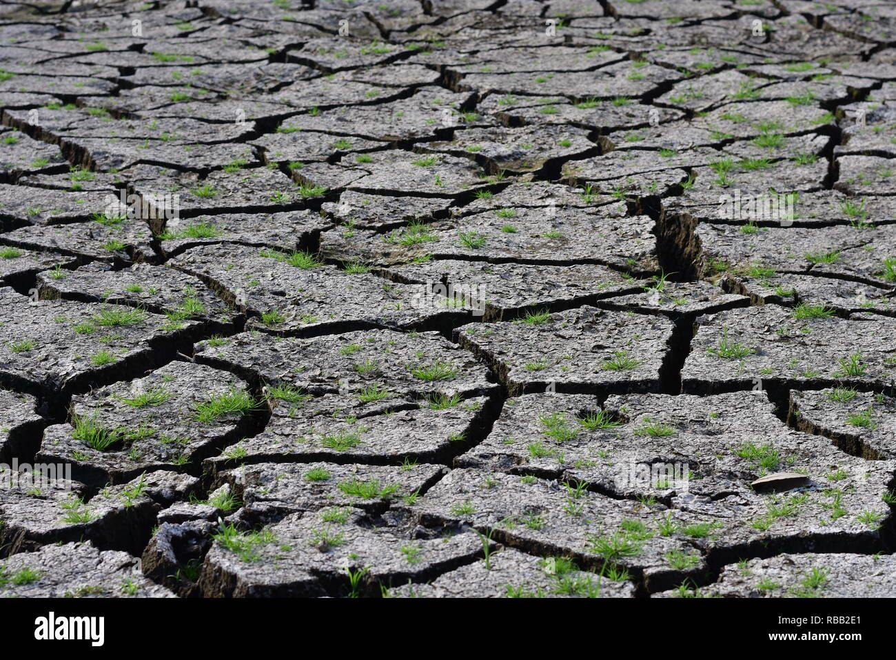 Dry season cracked ground and green grass Stock Photo - Alamy