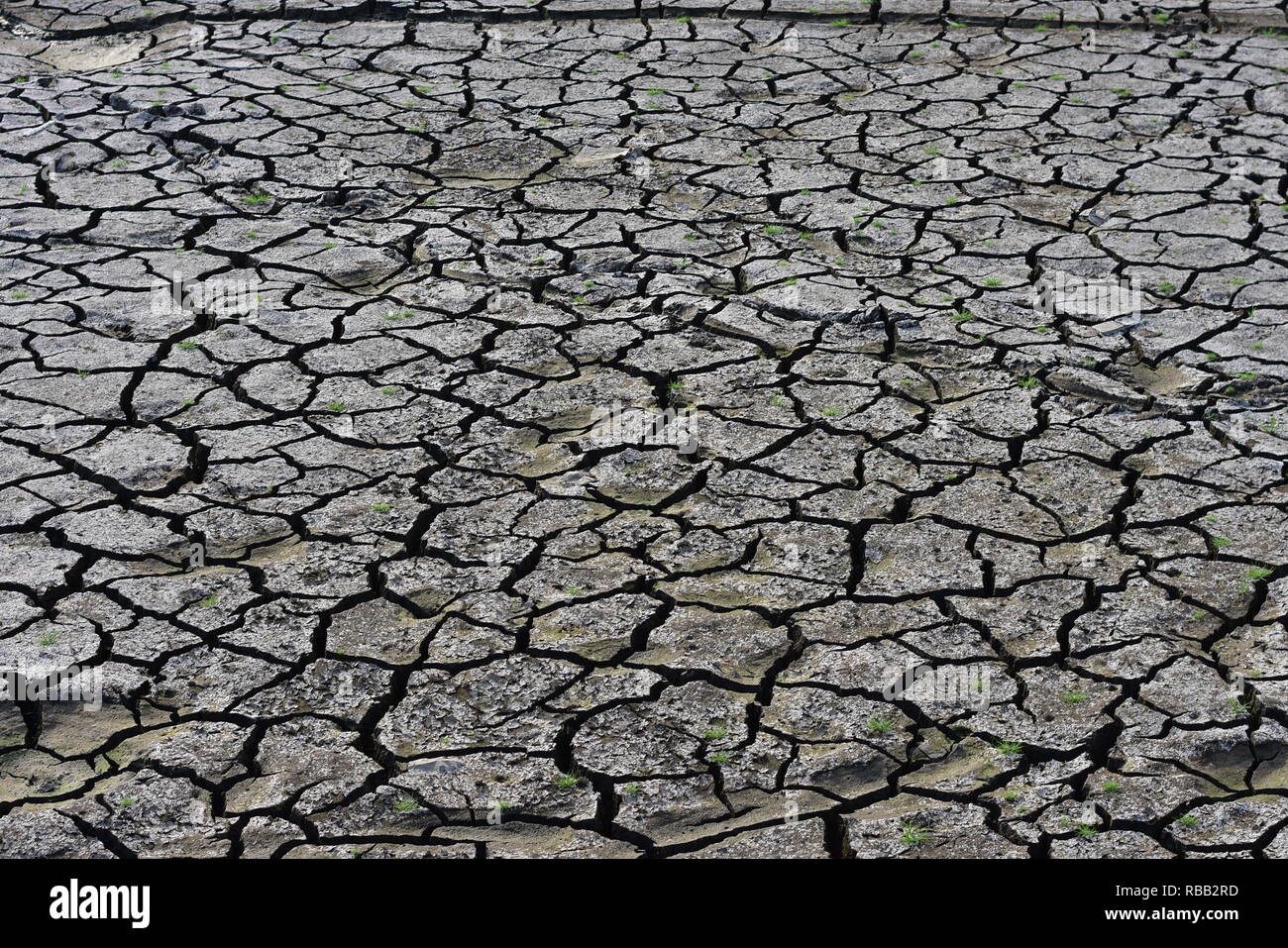Dry season cracked ground and green grass Stock Photo - Alamy