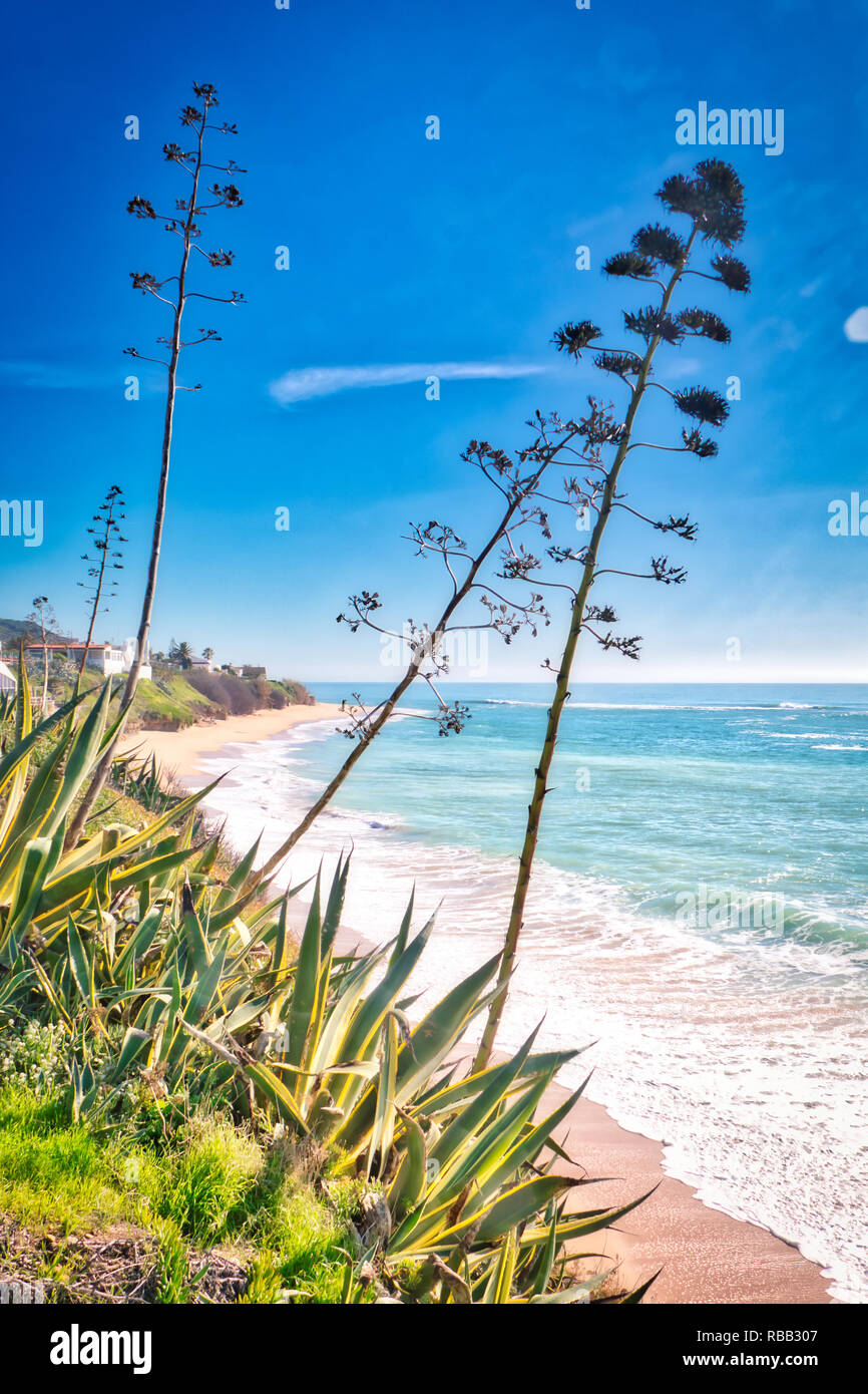 Vegetation by the sea Stock Photo Alamy