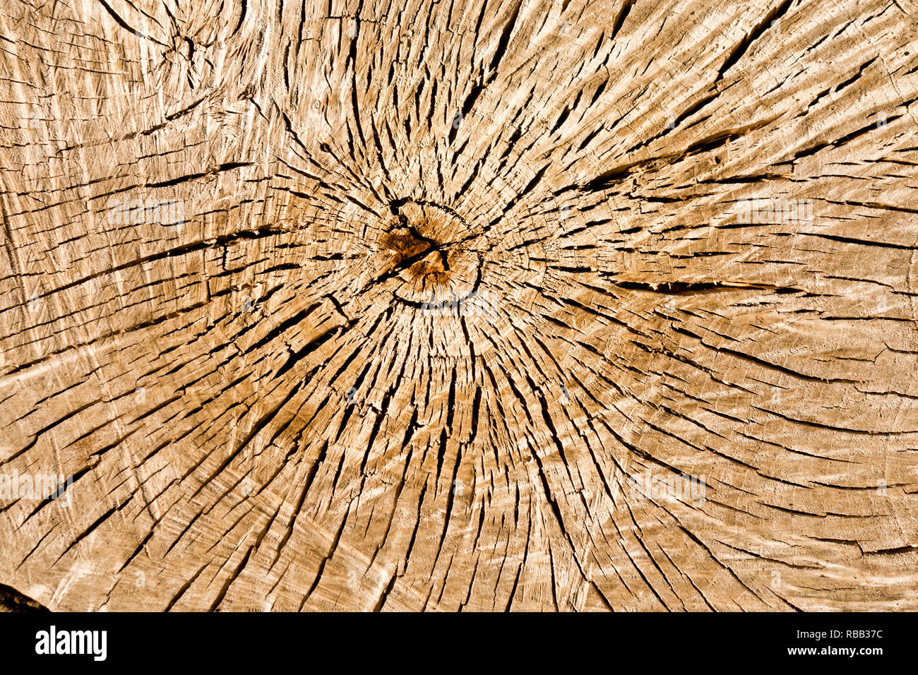 cut tree with tree rings visible, used for dating the tree age Stock Photo  - Alamy