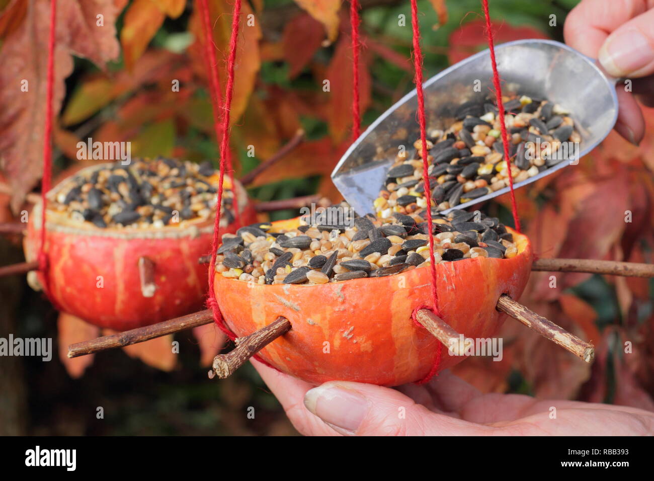 Woman Fills Homemade Pumpkin Bird Feeders With Seeds October Uk