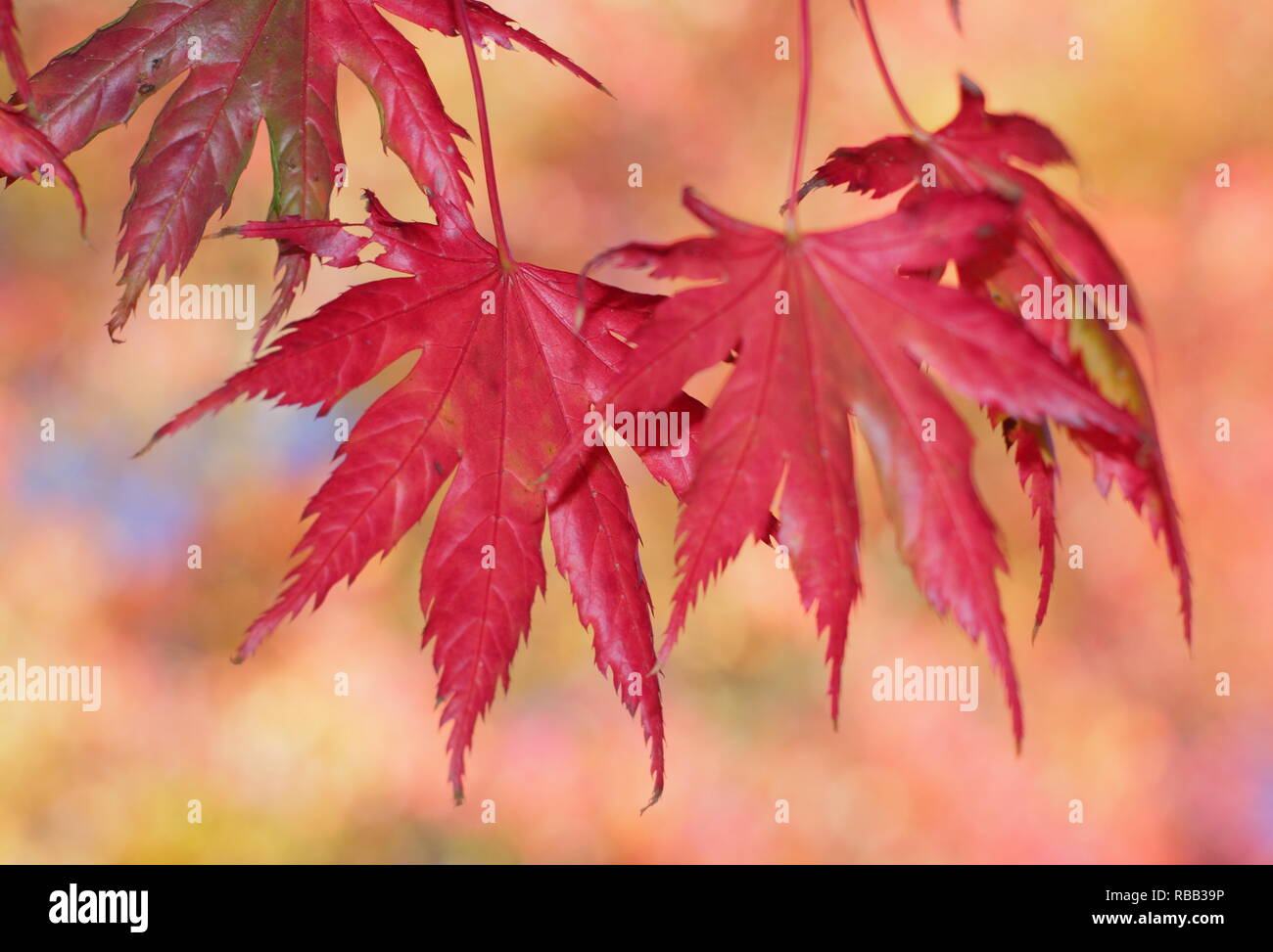 Acer palmatum 'Trompenburg' displaying vibrant red autumn foliage, October, UK Stock Photo