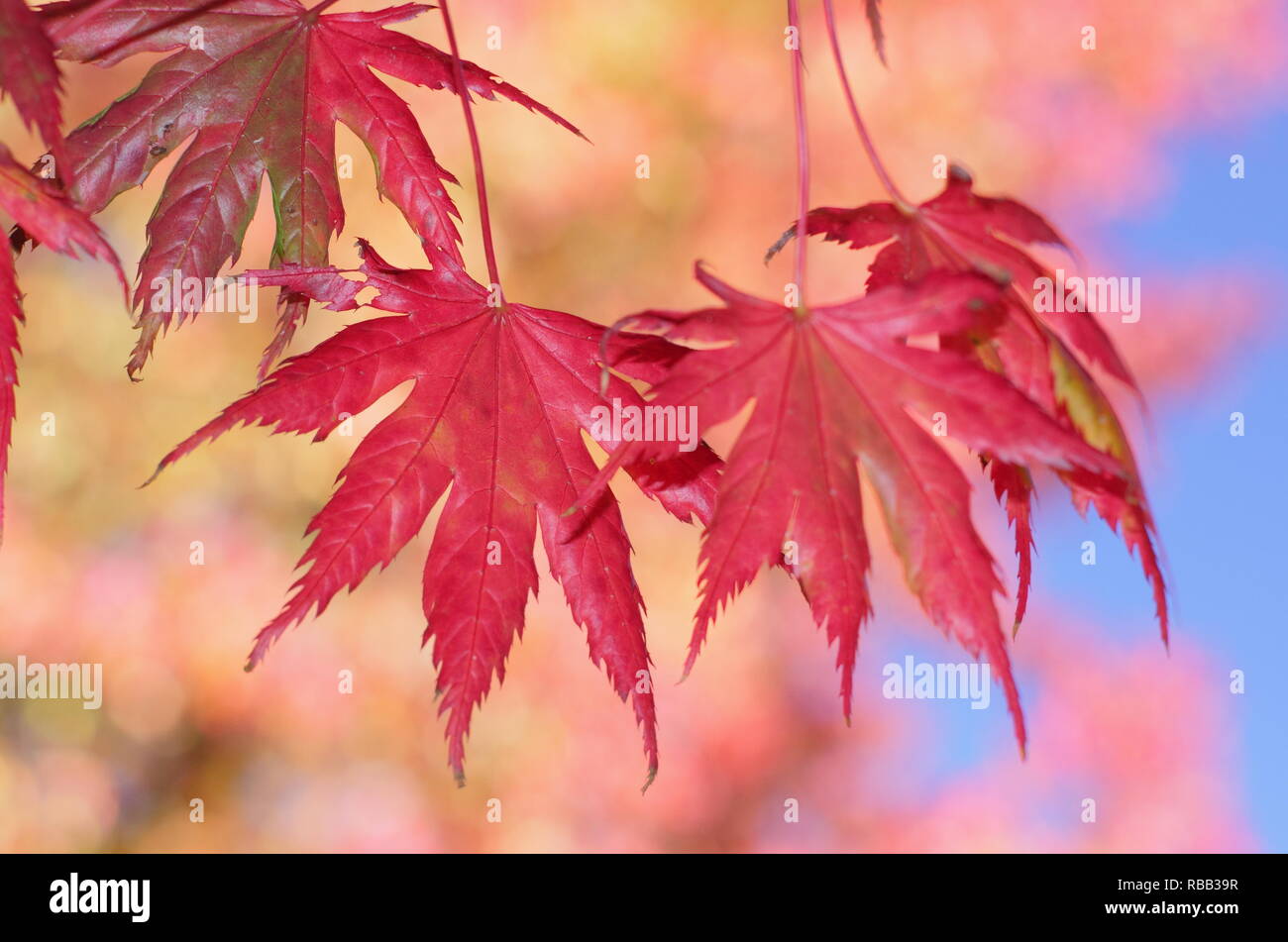 Acer palmatum 'Trompenburg' displaying vibrant red autumn foliage, October, UK Stock Photo
