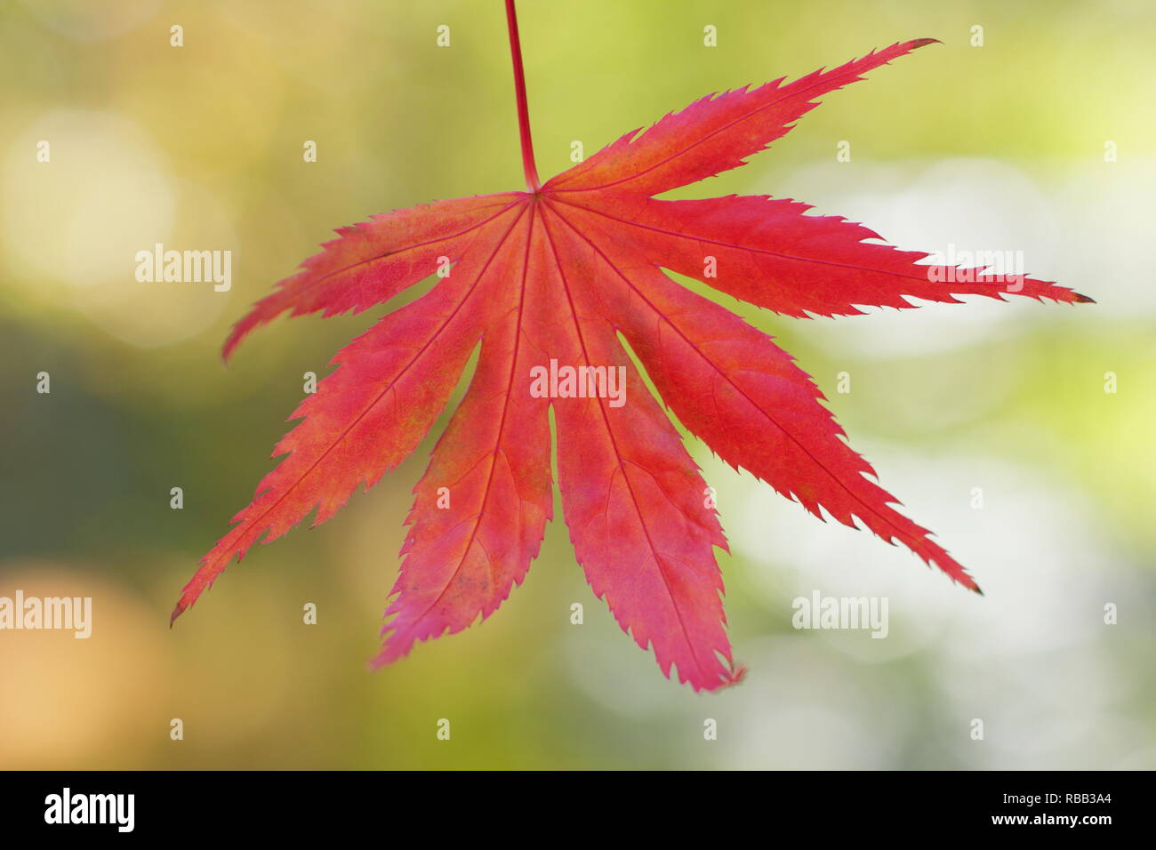 Acer palmatum 'Trompenburg' displaying vibrant red autumn foliage, October, UK Stock Photo