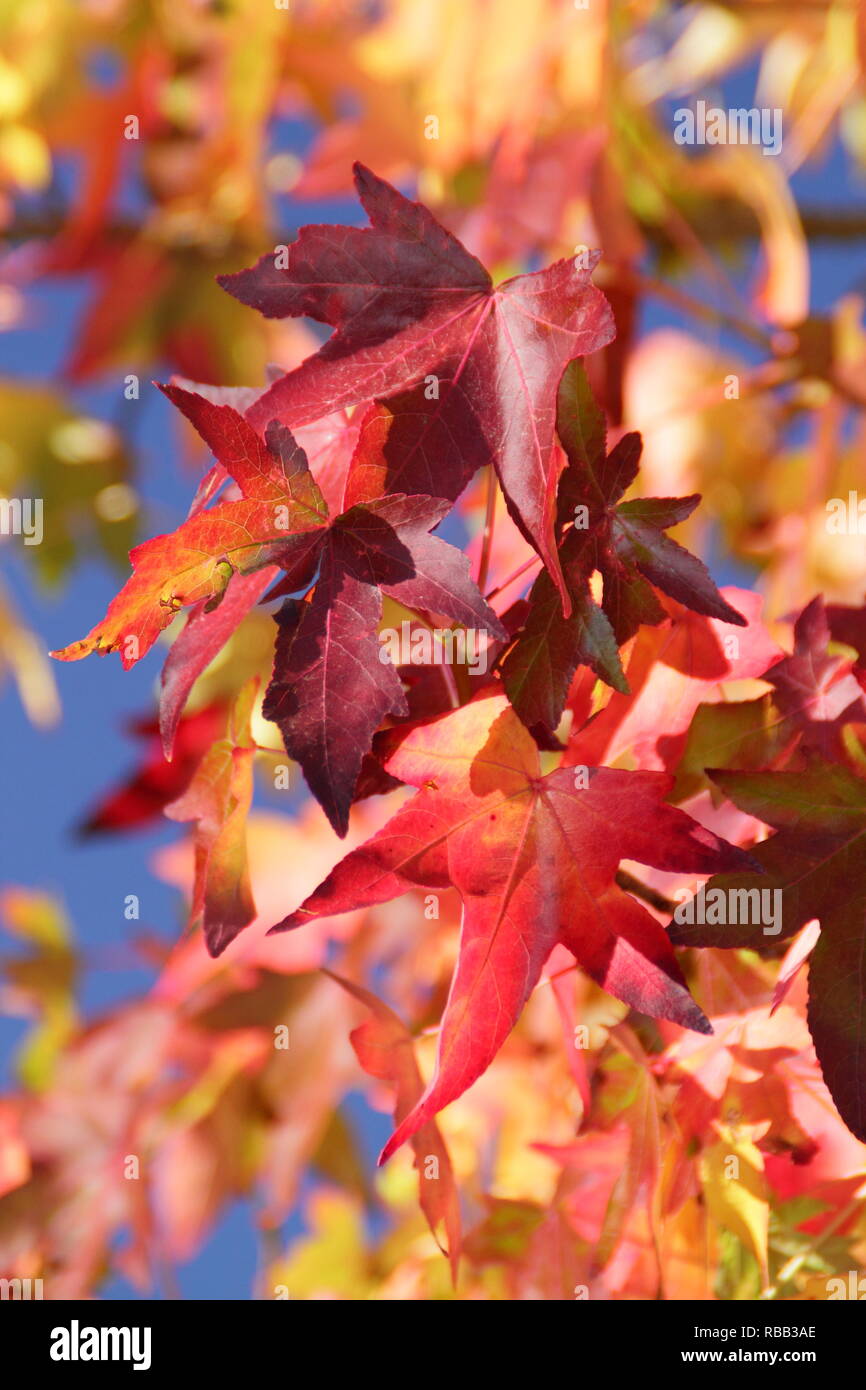 Licuidambar styraciflua. Vibrant autumn foliage of the Sweet Gum tree in October, UK Stock Photo