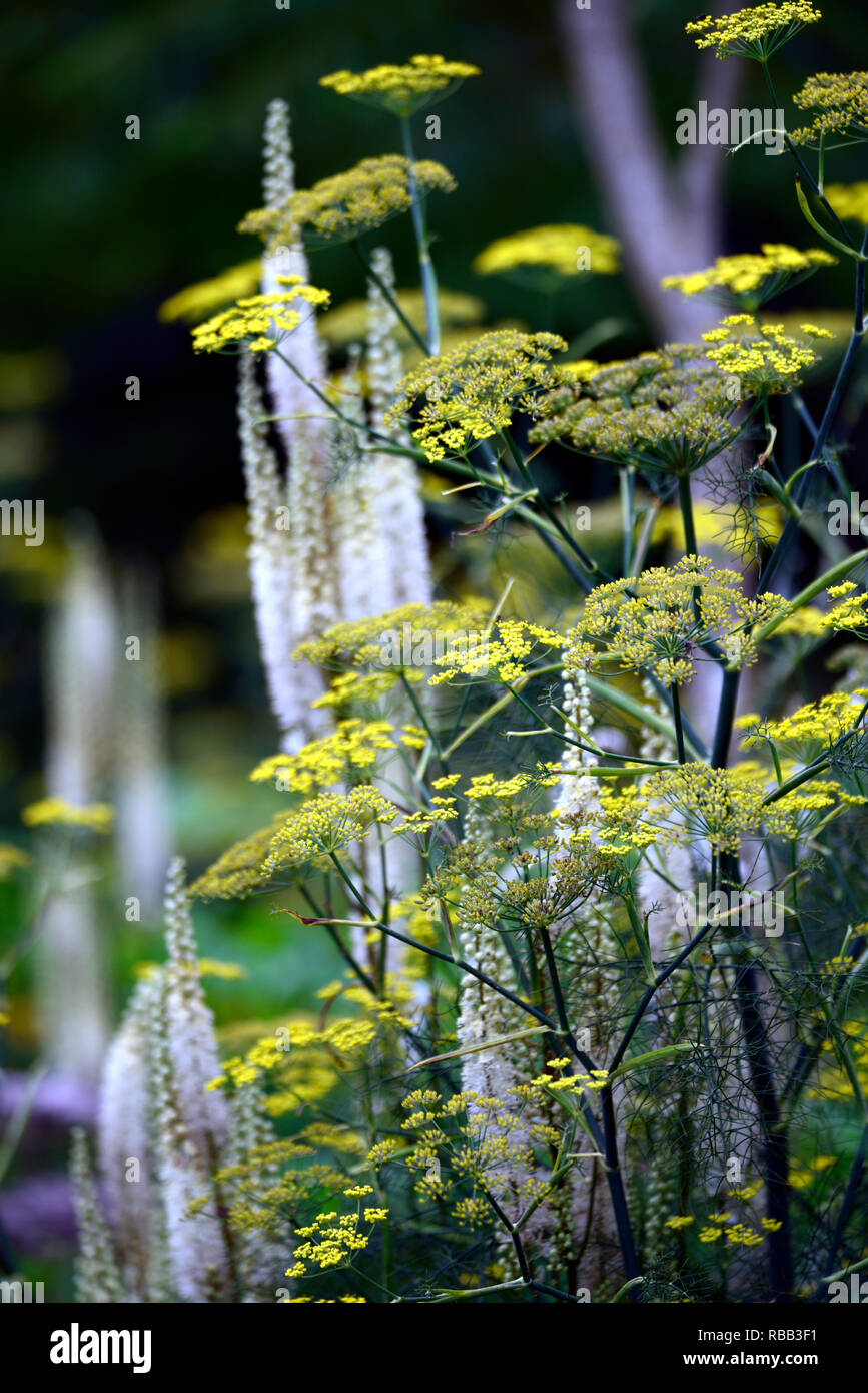 Cimicifuga rubifolia Blickfang,Actaea rubifolia Blickfang,white raceme