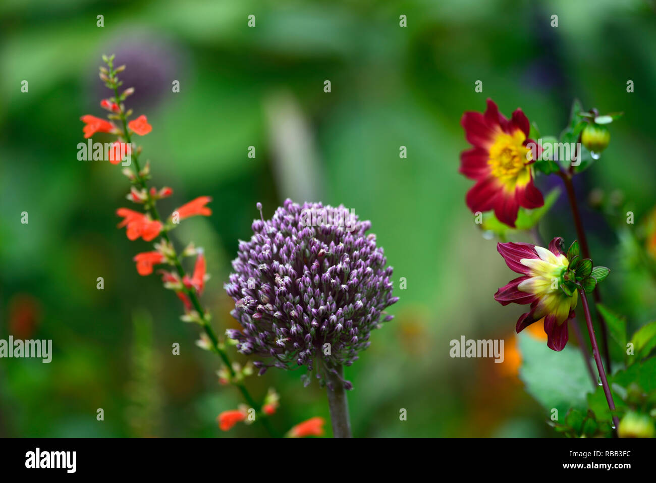 allium aummer drummer,alliums,round flowerheads,purple,white,flowers,summer flowering allium,RM Floral Stock Photo