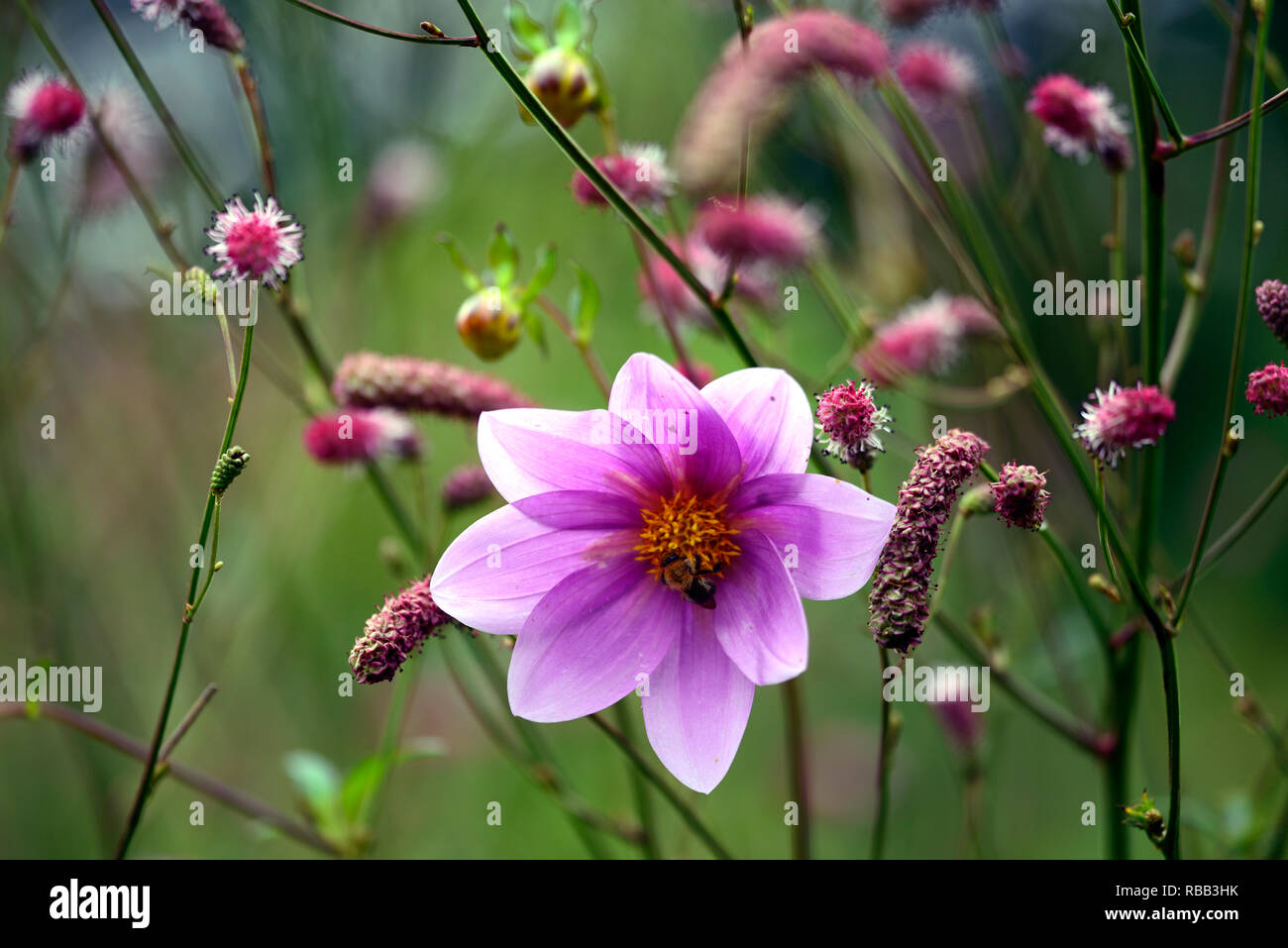 Lila Flowers Lila Flowers new pictures Lila Flowers Lila Flowers new images