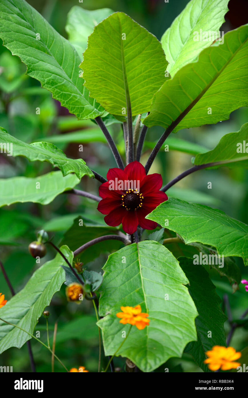 Dahlia seedling,deep red,wine coloured,Groundsel bush,Baccharis halimifolia,mix,mixed,planting,leaves,foliage,RM Floral Stock Photo