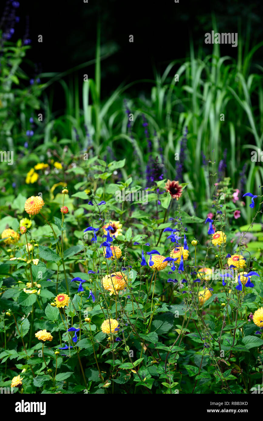 dahlia sunny boy,yellow red flowers,Ball Dahlia,ball dahlias,Salvia patens Guanajuato,intense blue flowers,perennial,exotic, tropical border,RM Floral Stock Photo