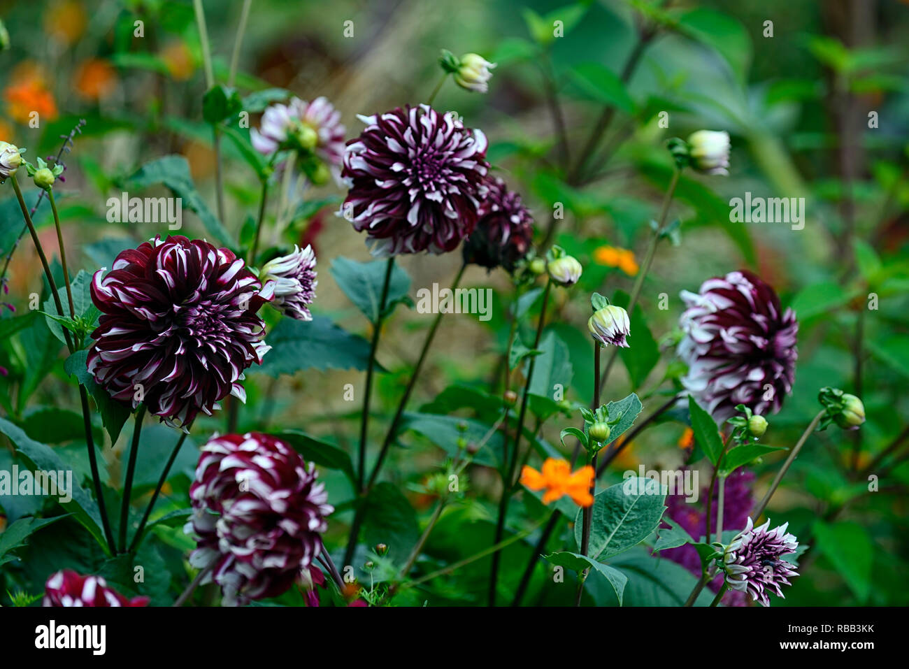 Dinnerplate Dahlia High Resolution Stock Photography and Images - Alamy