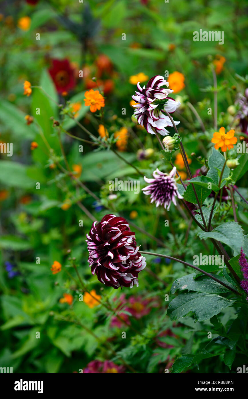 Dinnerplate Dahlia High Resolution Stock Photography and Images - Alamy