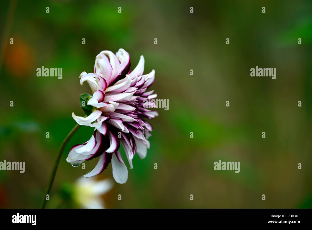 Dinnerplate Dahlia High Resolution Stock Photography and Images - Alamy
