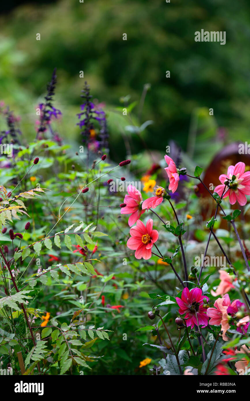 Dahlia seedlings,red,pink,purple,sanguisorba,salvia amistad,tropical,exotic border,RM Floral Stock Photo