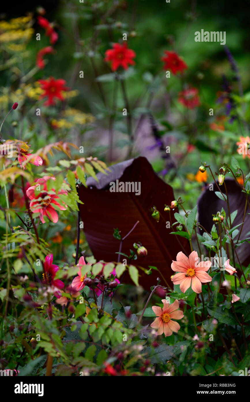 Dahlia seedlings,red,peach,musa,sanguisorba,salvia fulgens,tropical,exotic border,RM Floral Stock Photo