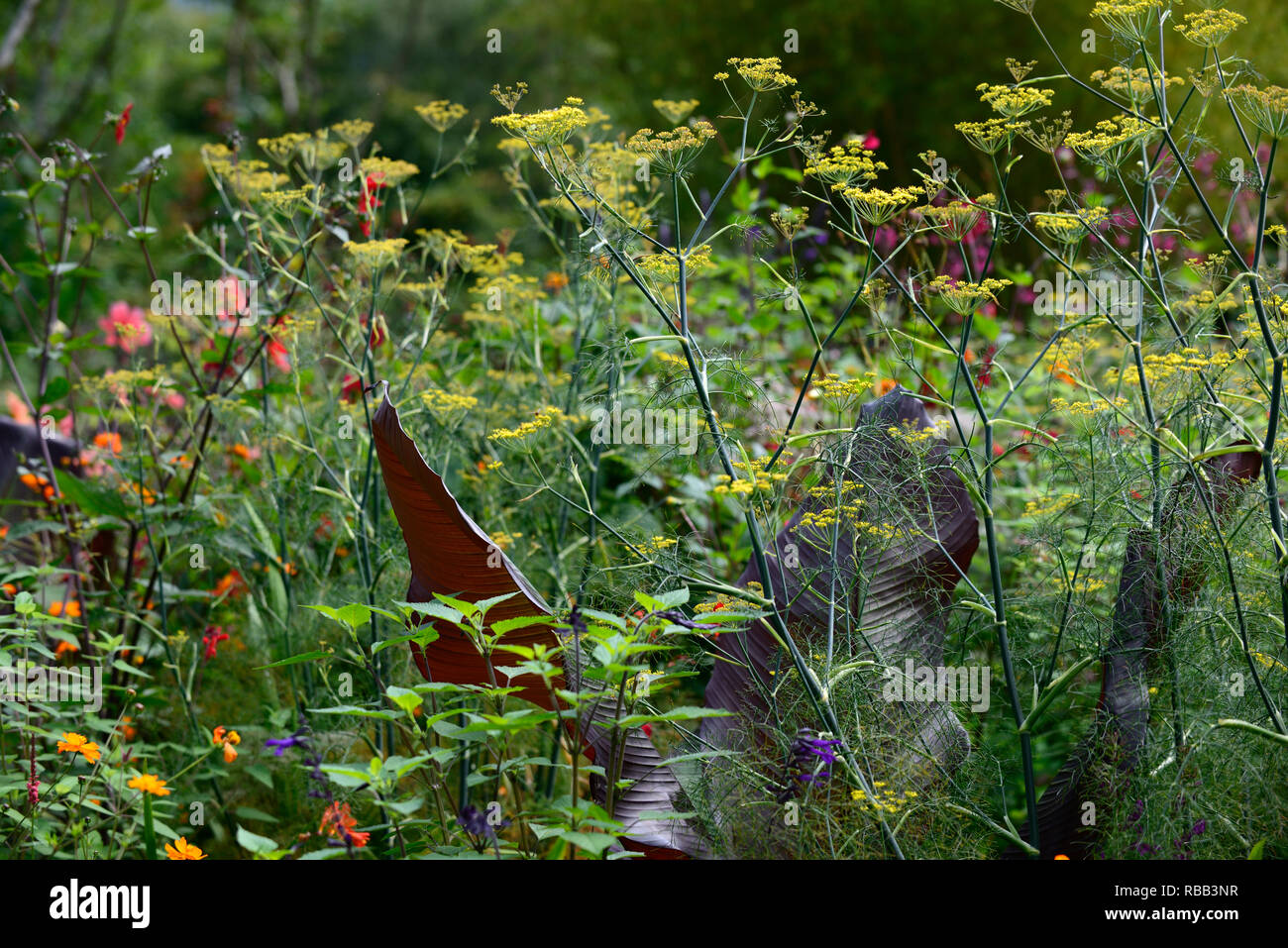 foeniculum vulgare purpureum,purple,fennel,bronze fennel,musa,tropical,exotic border,foliage,leaves,RM Floral Stock Photo