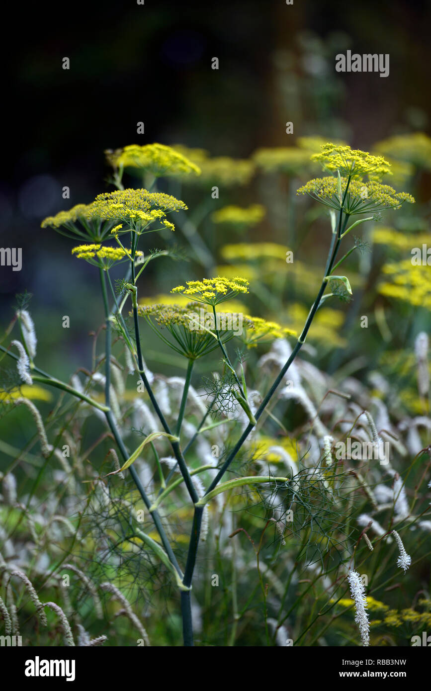 foeniculum vulgare purpureum,purple,fennel,bronze fennel,bed,border,foliage,leaves,RM Floral Stock Photo