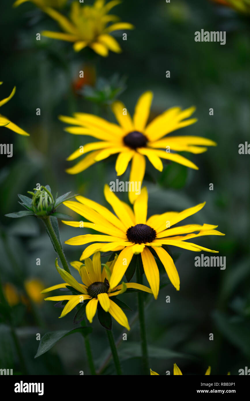 Perennial yellow daisy hi-res stock photography and images - Alamy