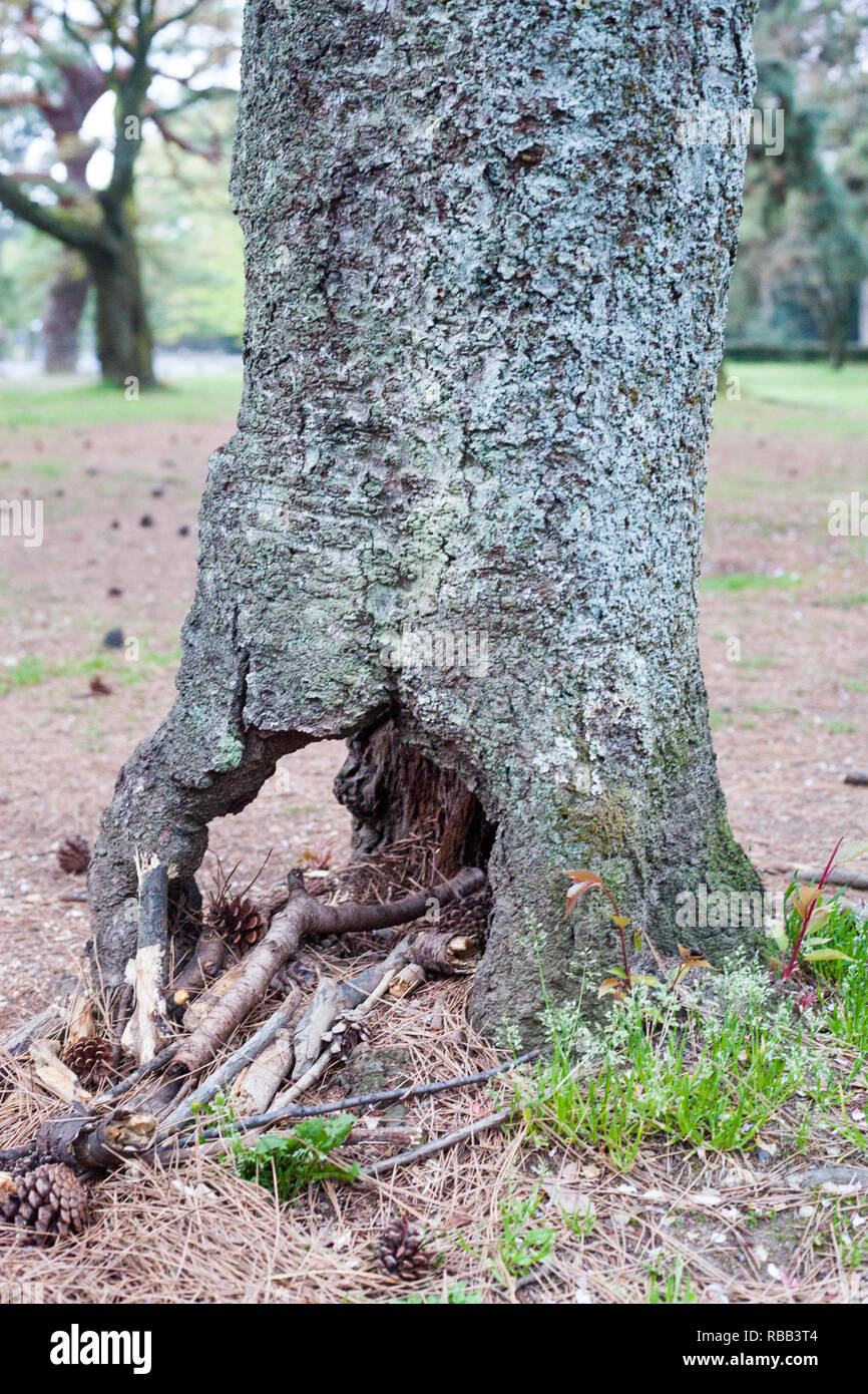 Large hole in base of old tree in park in Japan Stock Photo