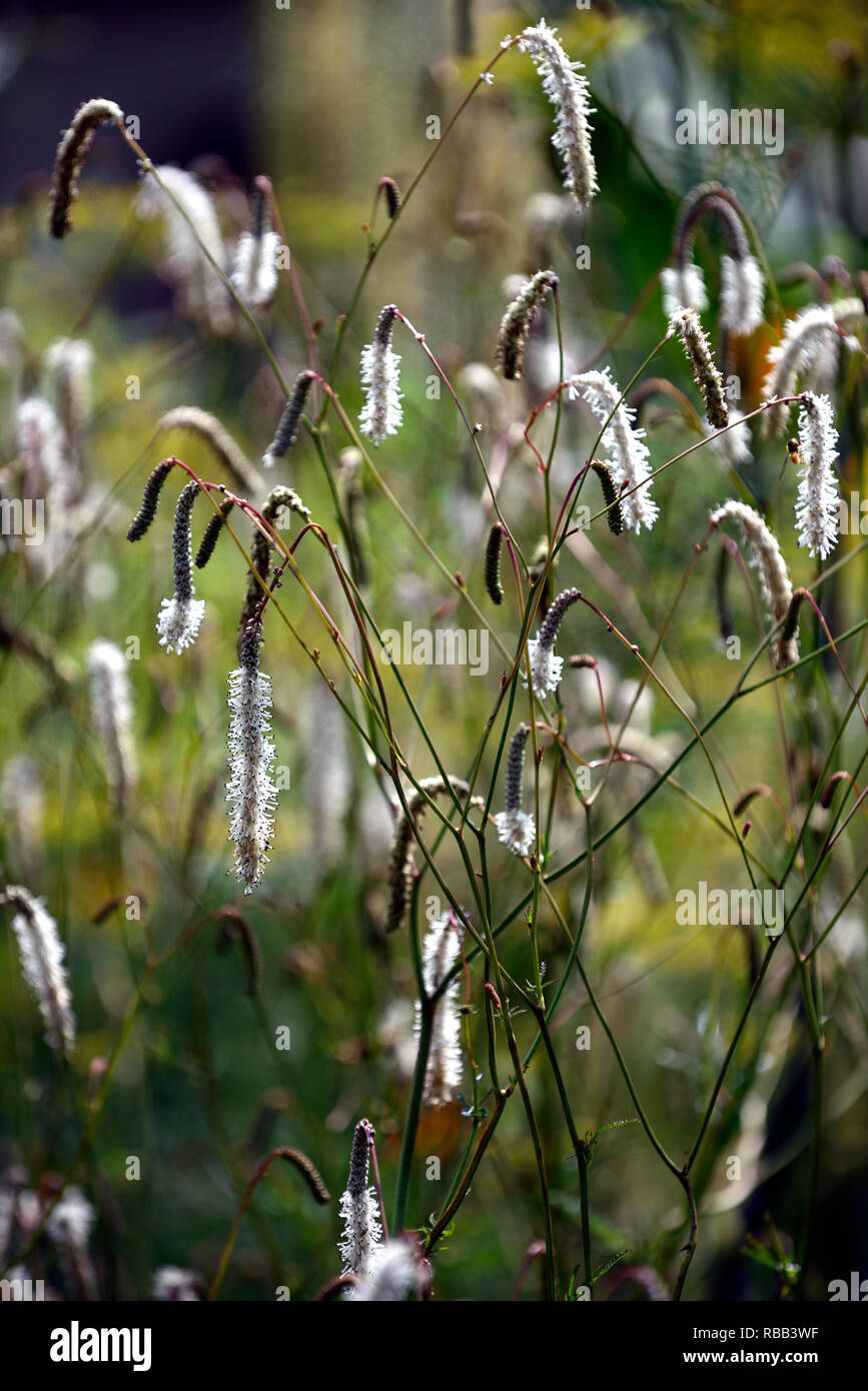 sanguisorba tenuifolia stand up comedian,slender-leaved burnet Stand Up Comedian,white flowers,flowering,perennial,RM Floral Stock Photo