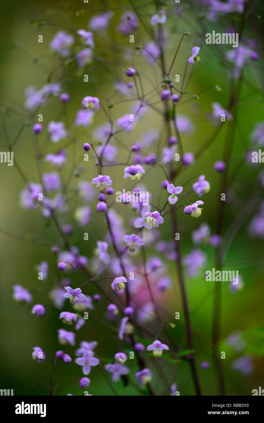thalictrum elin,tall meadow rue,lacy blue-green foliage,purple,lilac flowers,flowerig,RM floral Stock Photo