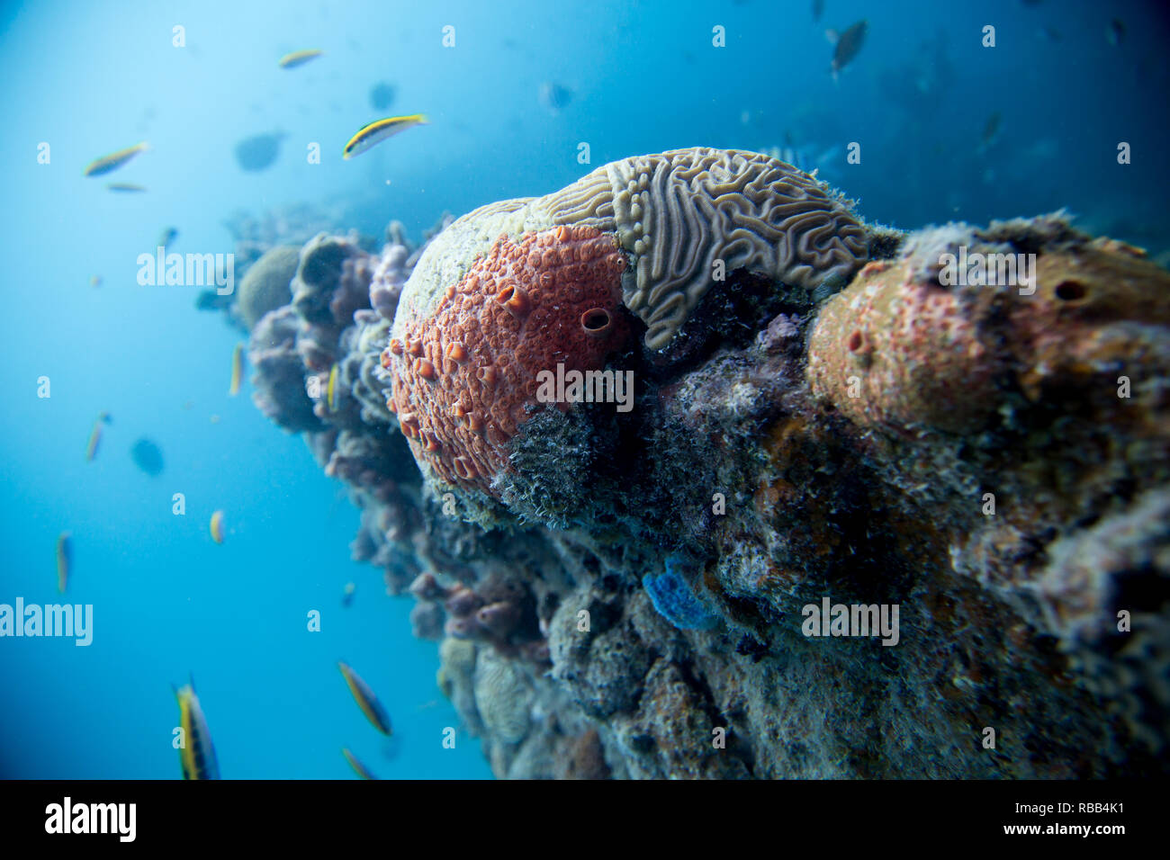 Brain coral grows on a coral reef in Barbados Stock Photo