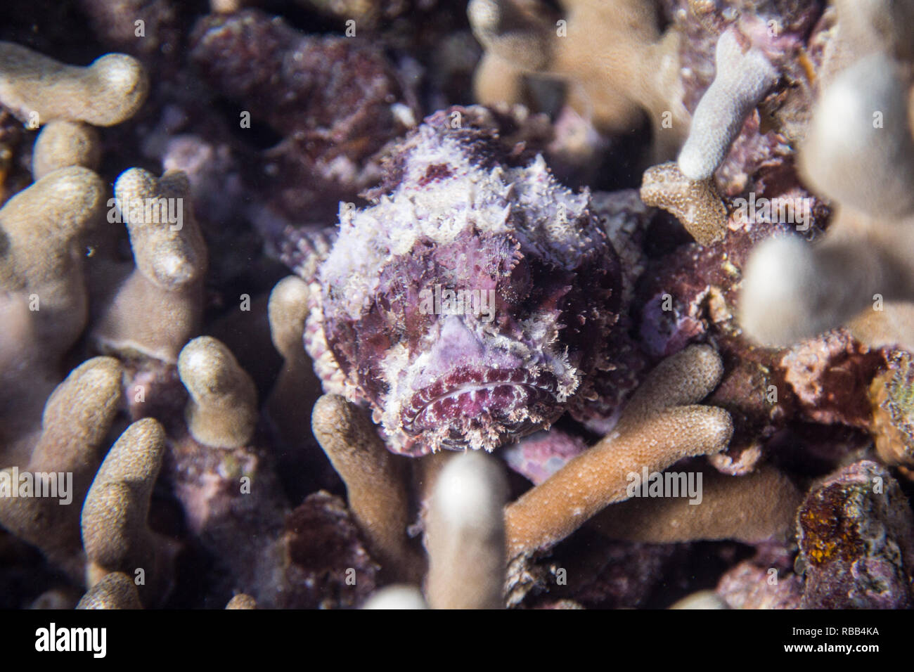 A purple stonefish lays hidden in coral reef. Stock Photo