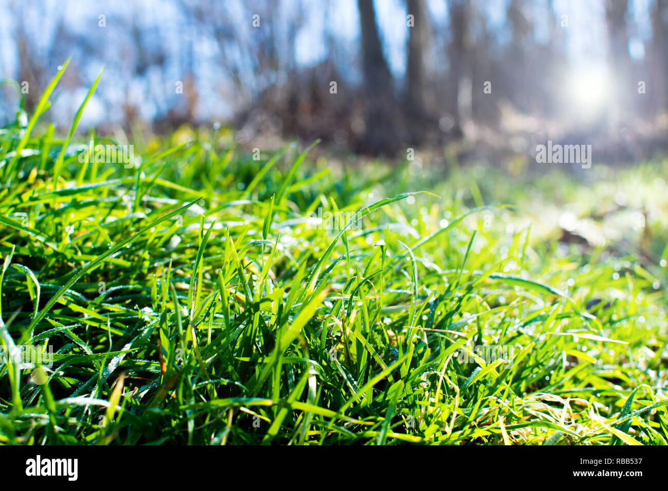 Wet ground trees grass hi-res stock photography and images - Alamy