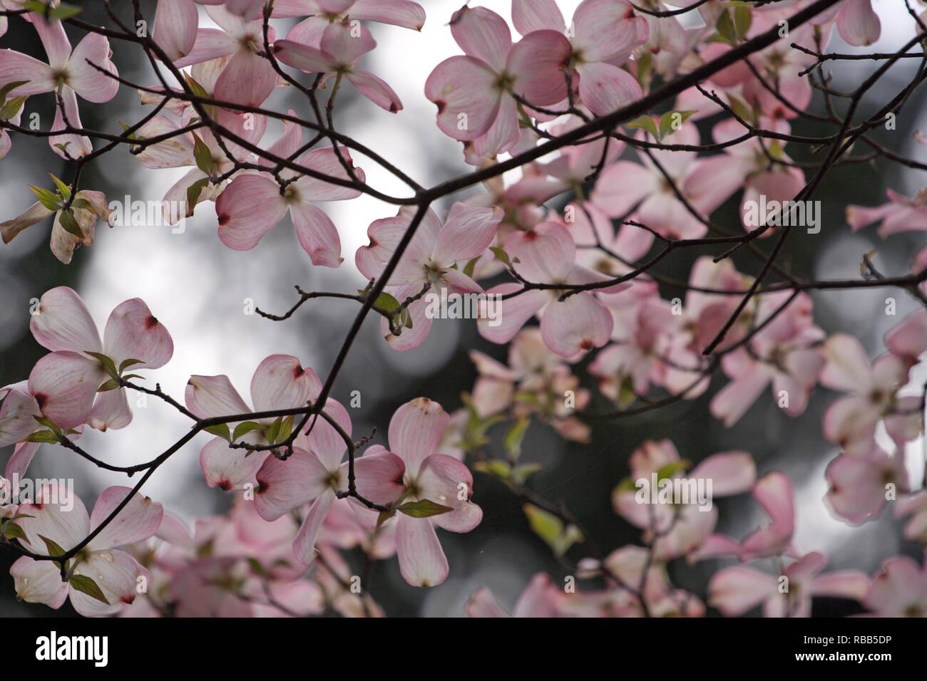 Pink Dogwood Flowers Inniswood Metro Gardens Westerville Ohio