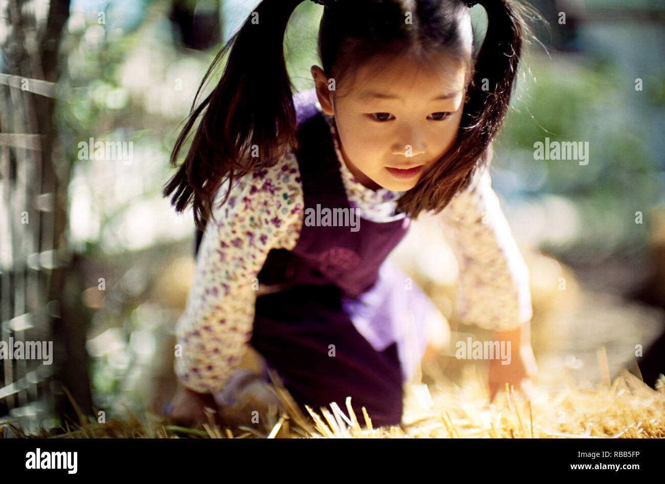 Little girl playing in the grass Stock Photo - Alamy