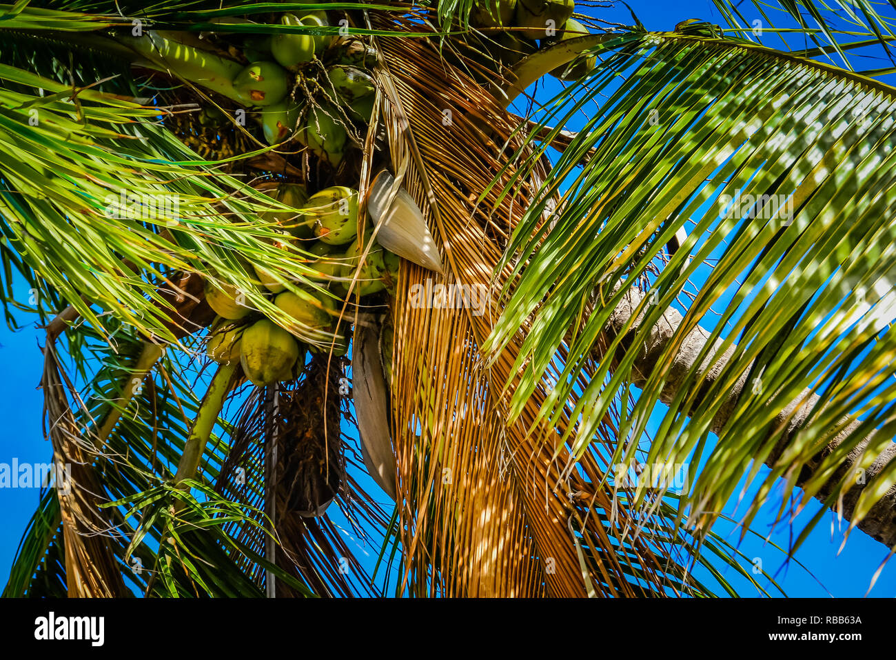 Coconut tree in Maui, Hawaiian islands Stock Photo