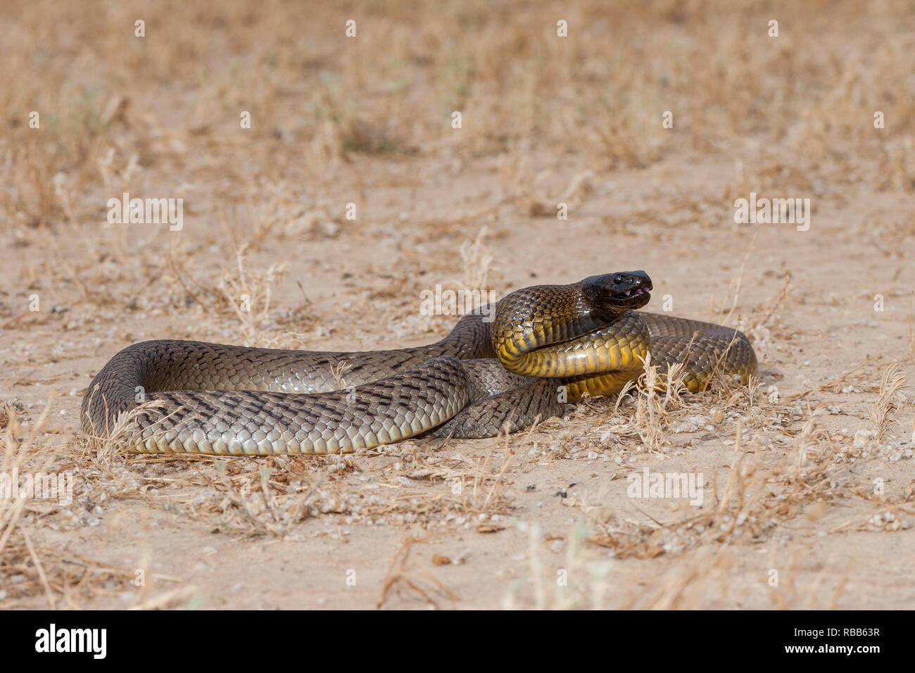 the inland taipan the inland taipan