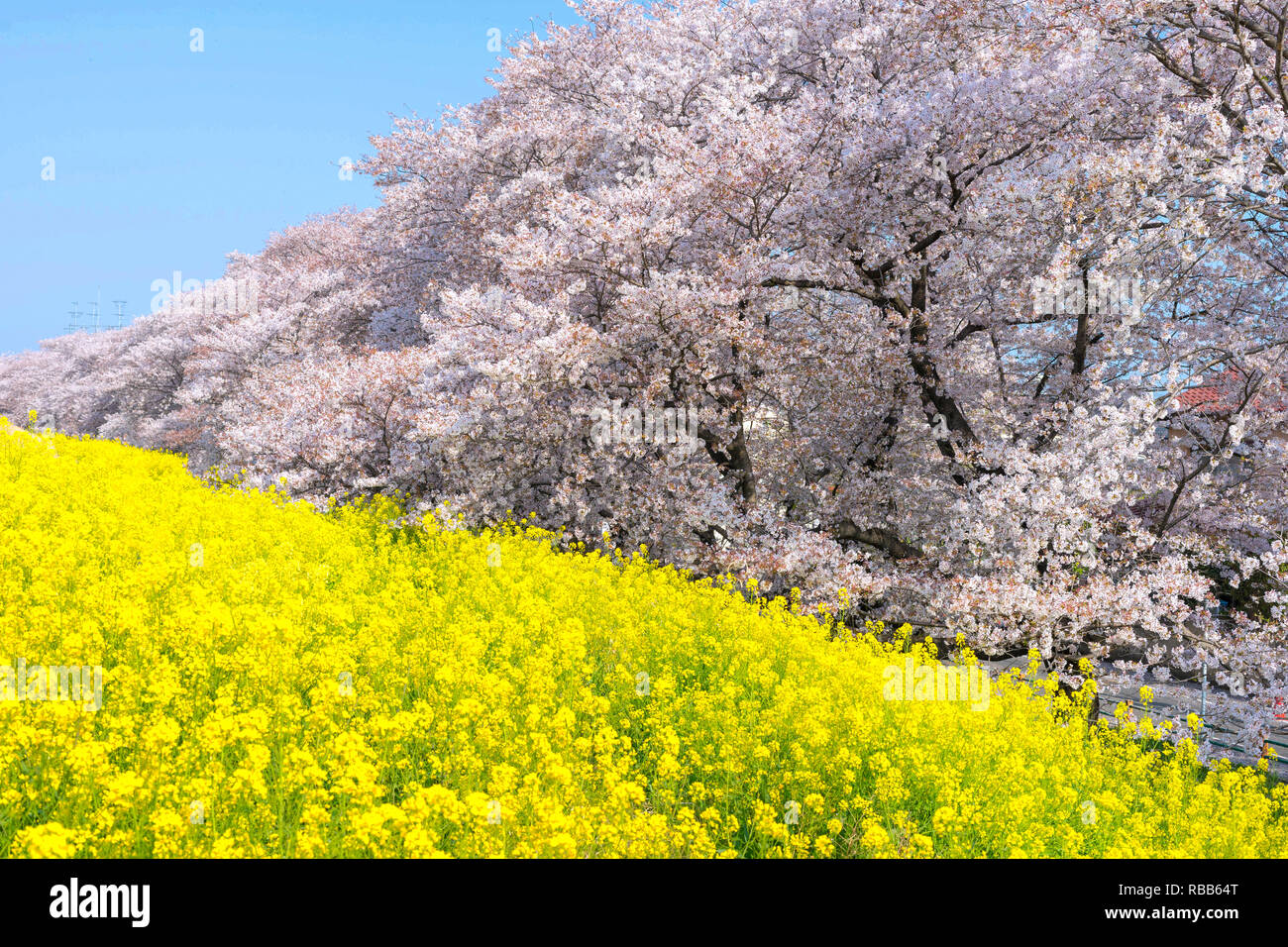 Cherry blossoms and Rapeseed blooms at Kumagaya Arakawa Ryokuchi Park in Saitama,Japan. Stock Photo