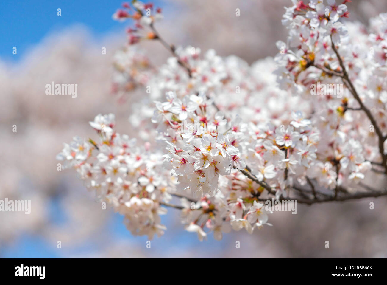 Cherry blossom season in Showa Kinen Koen at Kyoto,Japan. Stock Photo