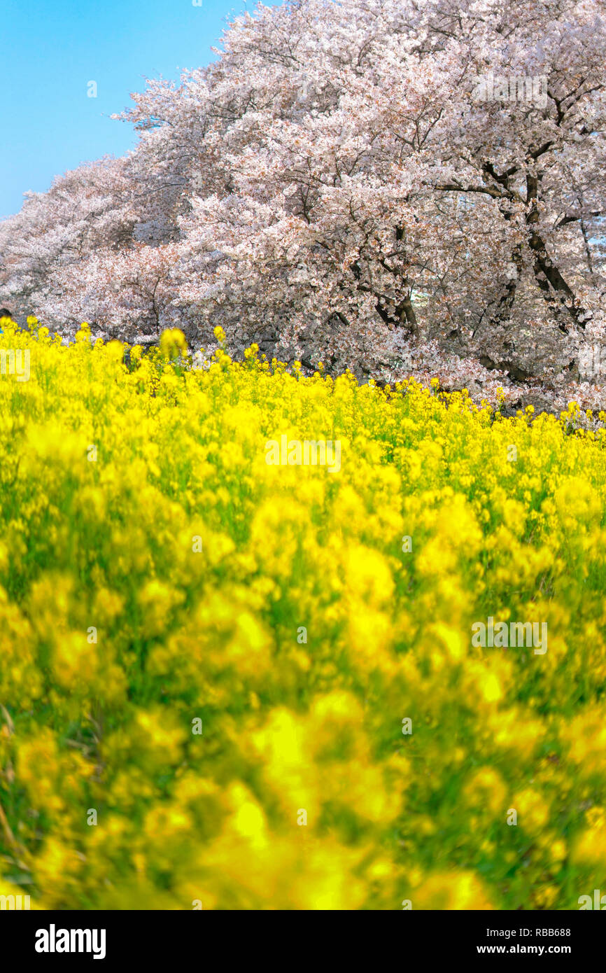 Cherry blossoms and Rapeseed blooms at Kumagaya Arakawa Ryokuchi Park ...