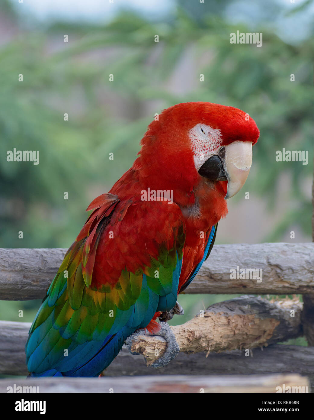 A parrot who is barely awake Stock Photo