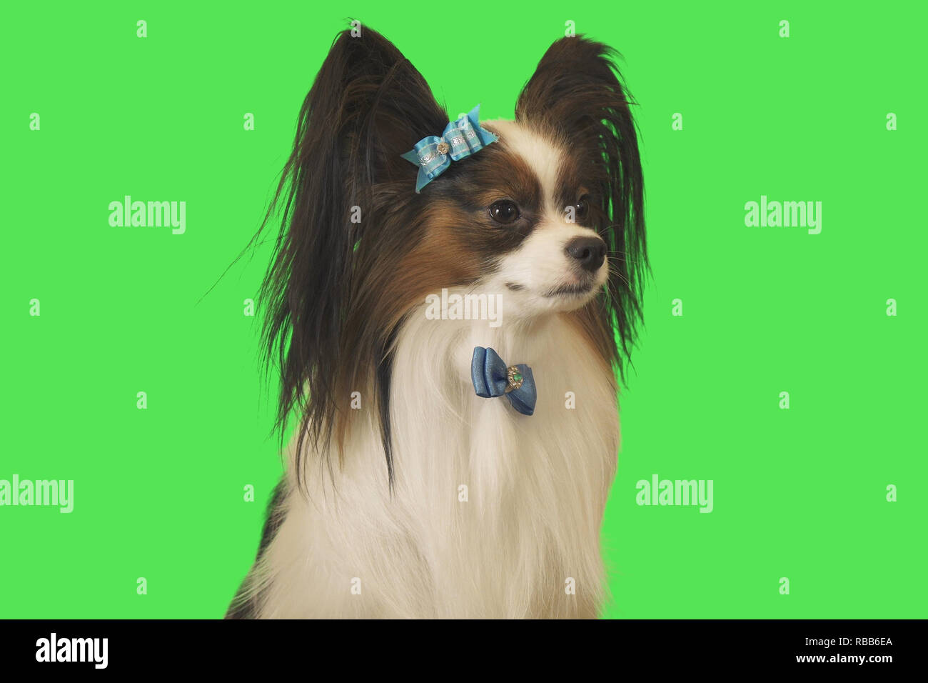 Beautiful dog Papillon with blue bow on green background Stock Photo