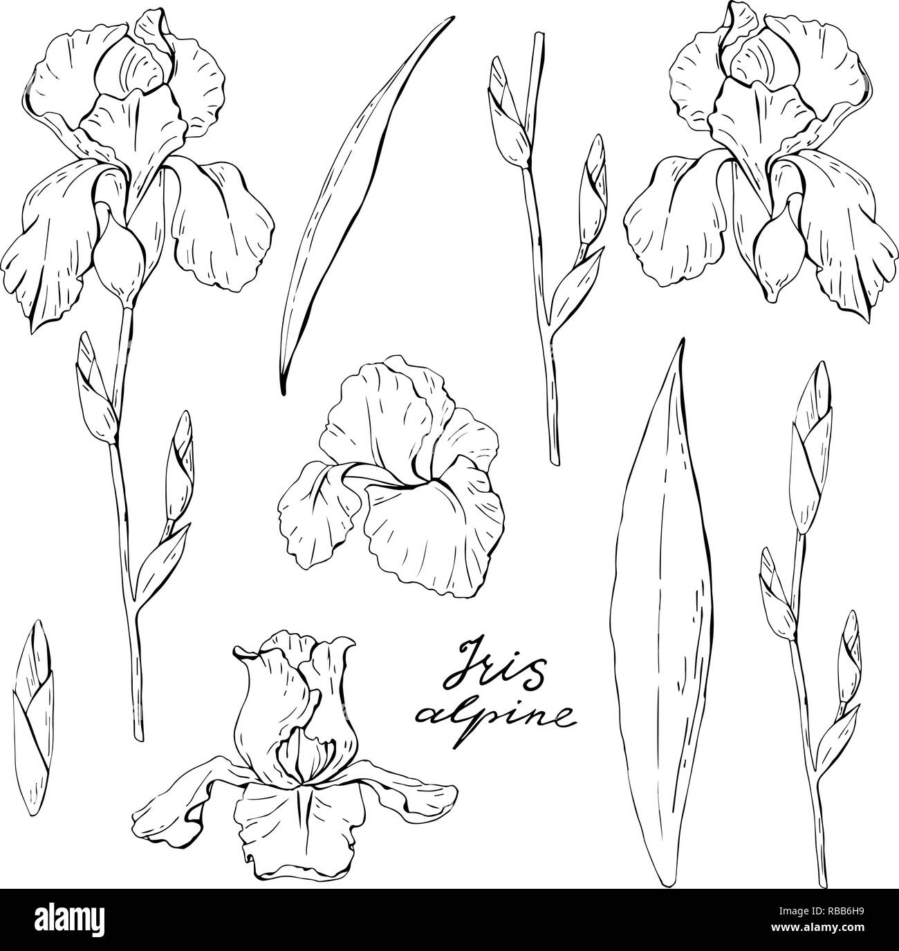Set of clipart black and white iris, garden floral elements isolated on white background, vector illustration Stock Vector