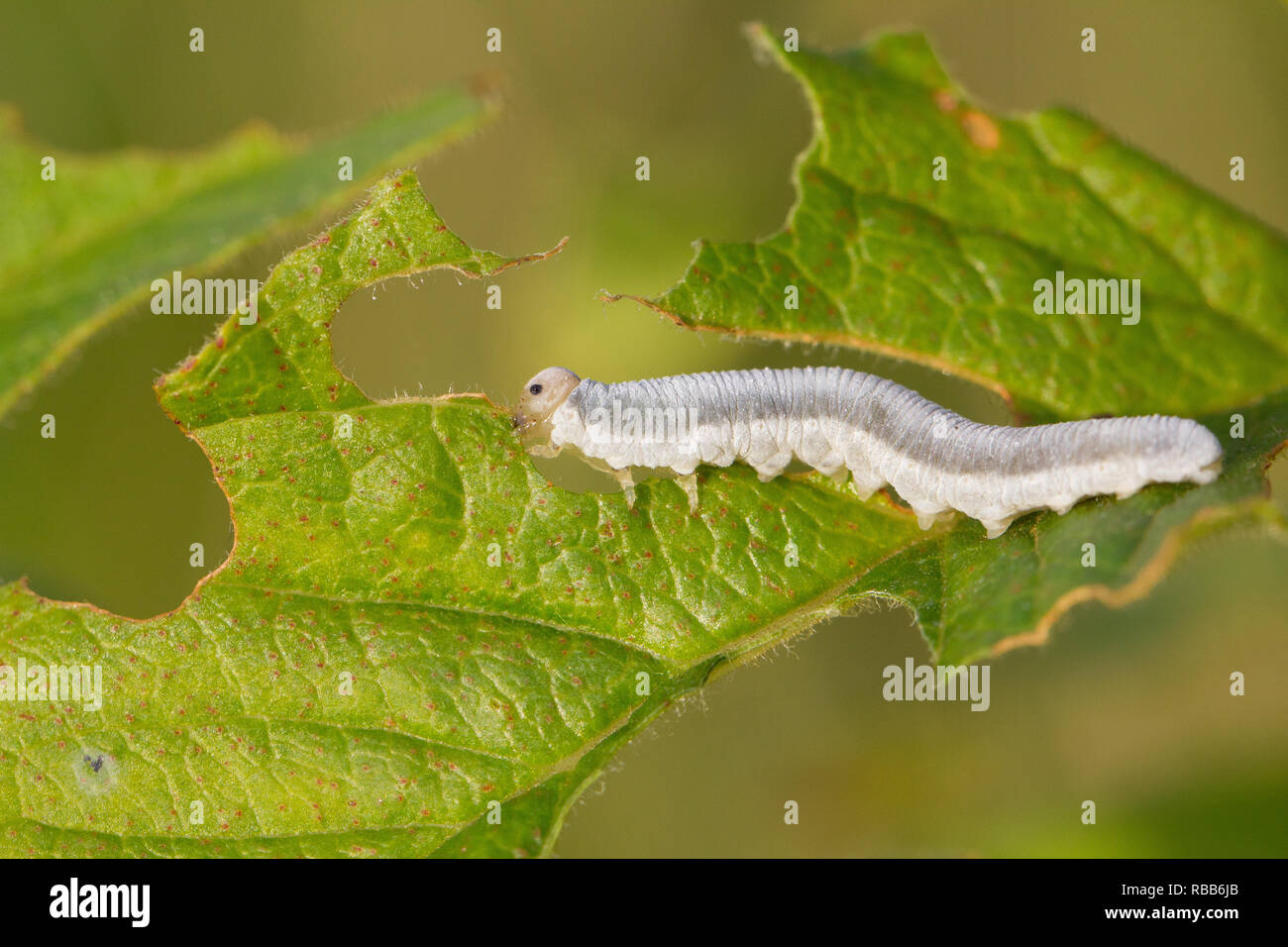 Sawfly larva Stock Photo