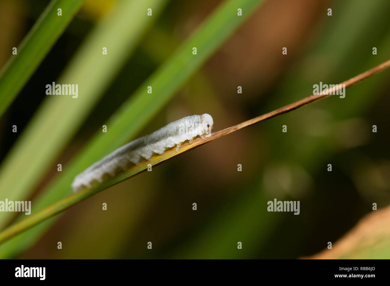 Sawfly larva Stock Photo