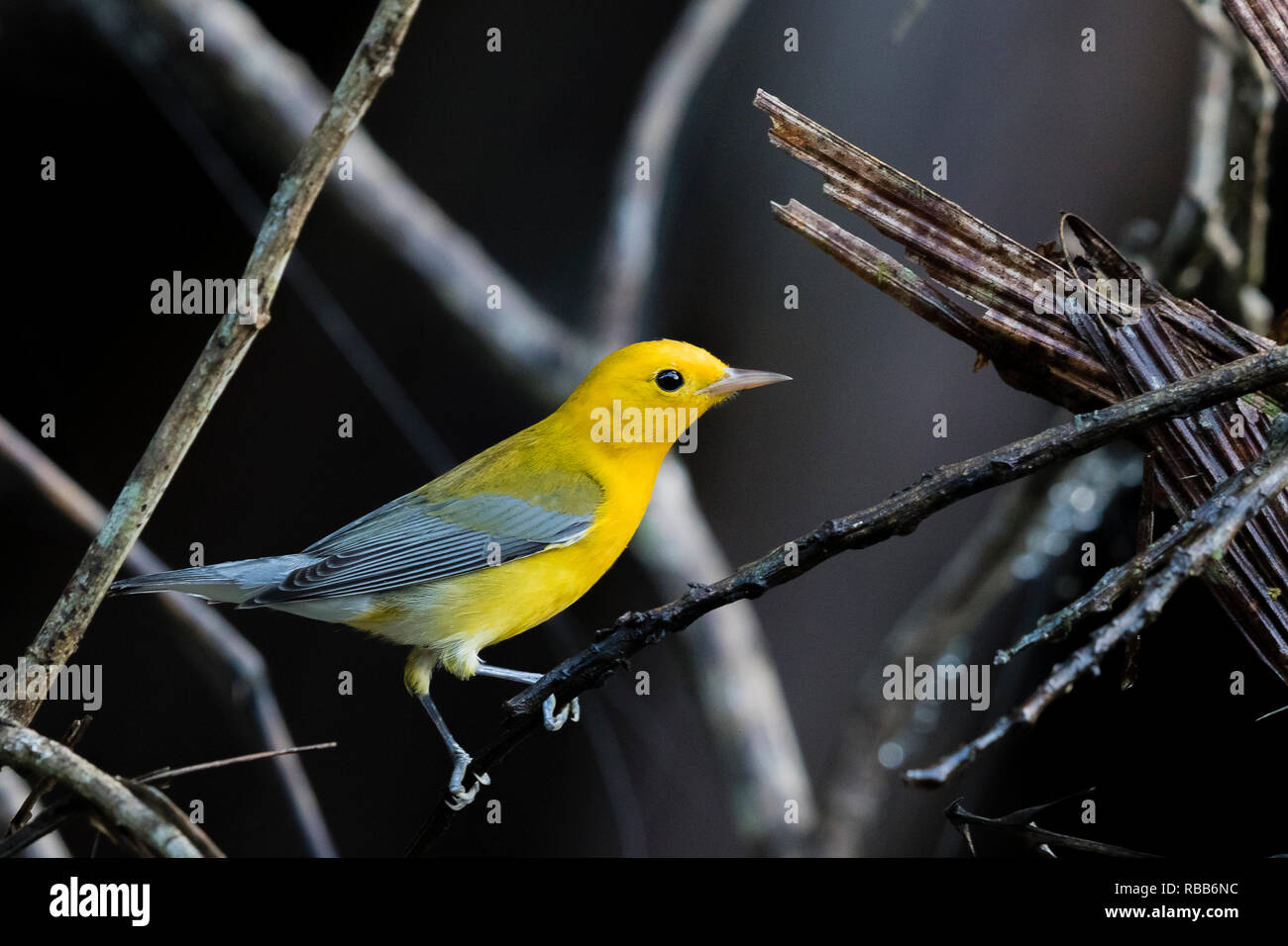 Prothonotary warbler, Tortuguero National Park, Costa Rica Stock Photo
