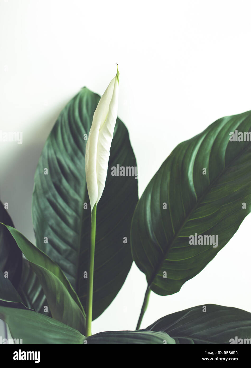 Selective focus of white flower peace lily with leaf.nature concepts ideas Stock Photo