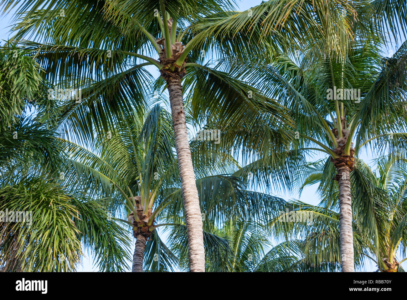 Palm trees along Florida A1A in Palm Beach, Florida. (USA Stock Photo