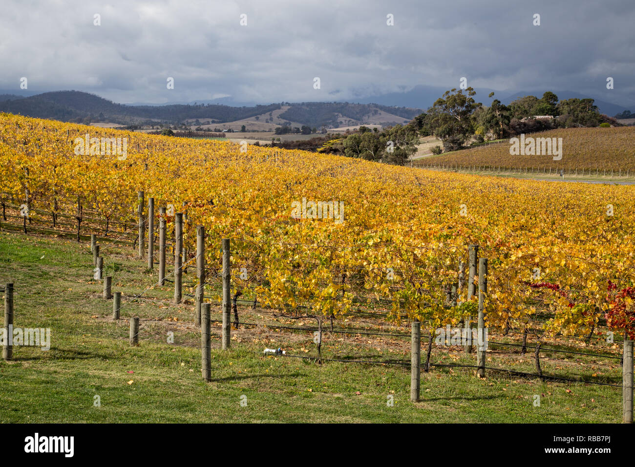 Balgownie Estate Vineyard in Victoria, Australia Stock Photo