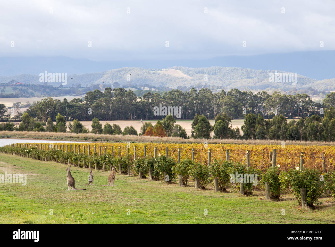 Domaine Chandon Vineyard in Victoria, Australia Stock Photo