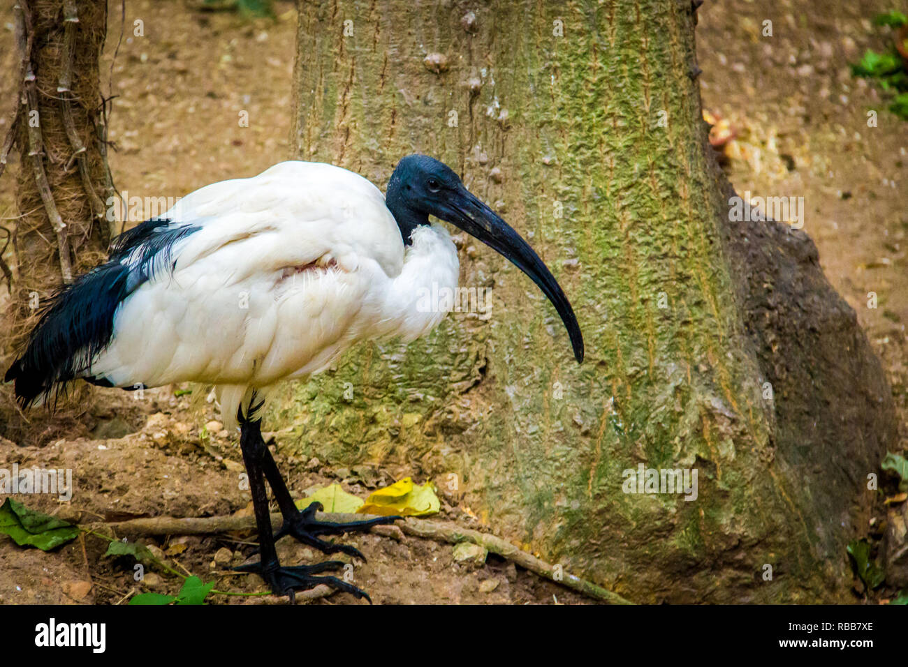 White ibis in the park, Threskiornis Stock Photo