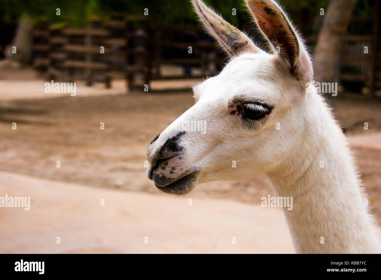 Portrait of a white llama, Lama glama Stock Photo