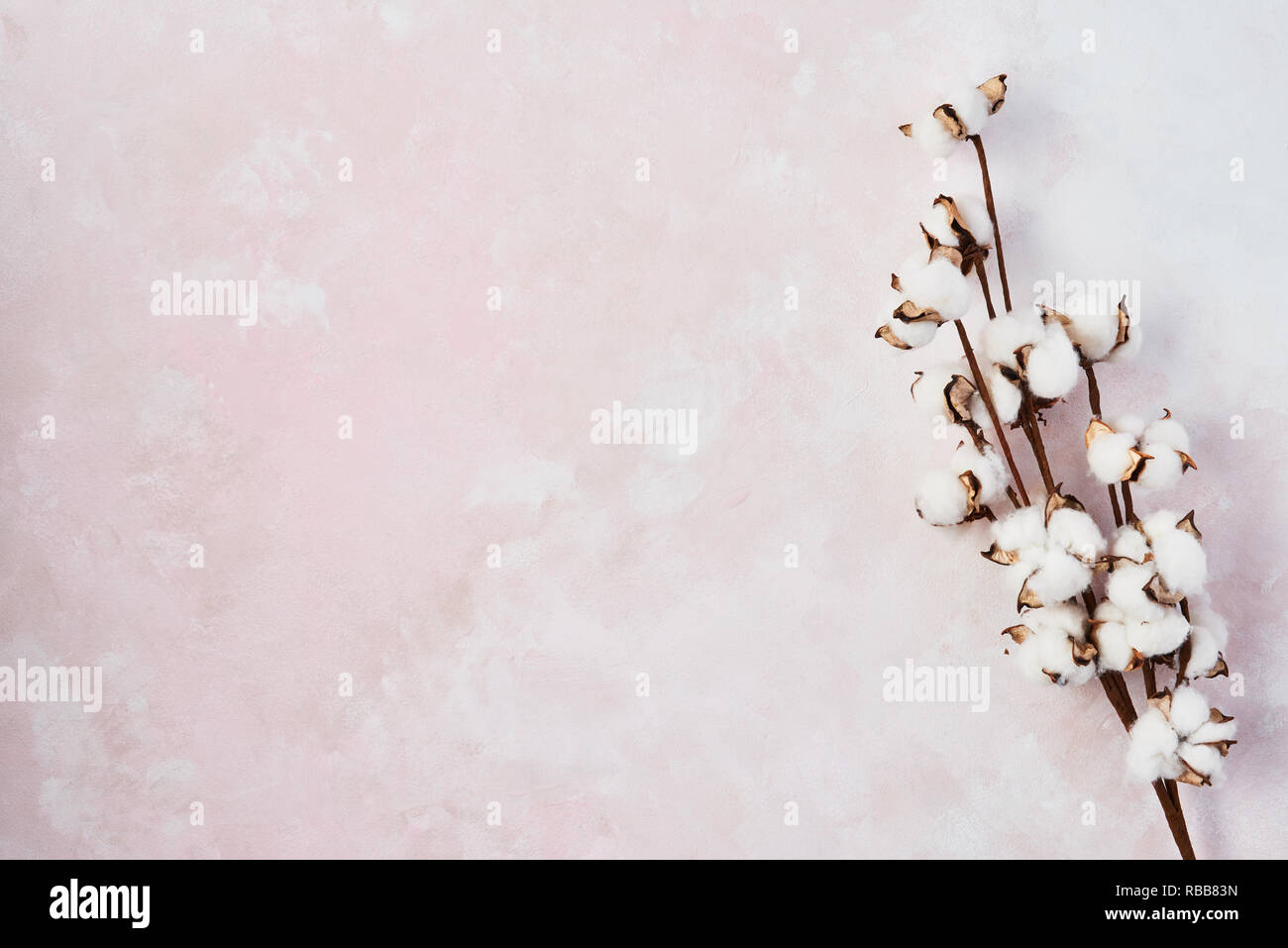 Flat lay of feminine pink background with branch of artificial cotton flower. Can be greeting card and design element. Top view, copy space for text. Stock Photo