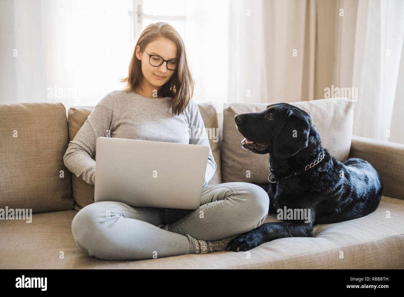 Teenage girl with a dog sitting on a sofa indoors, working on a laptop. Stock Photo
